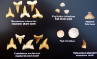 20 Fossil Shark Teeth, Fish, Reptile & Bones from Morocco Posters