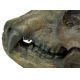 Arctodus simus, giant short-faced bear skull