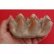 Platybelodon danovi, tooth