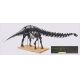 Apatosaurus, skeleton model