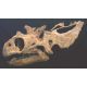 Utahceratops skull