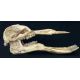 Platybelodon grangeri, skull