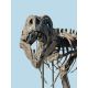 Tinker the Juvenile Tyrannosaurus rex skeleton replica, juvenile