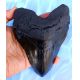 Massive 6 7/8 Inch Megalodon (Otodus megalodon) tooth
