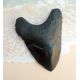 World Record Megalodon Tooth, Otodus megalodon, Over 7 Inches