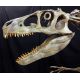 Utahraptor ostrommaysorum, Skull