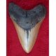 Otodus Megalodon Shark Tooth, 4.5 inch REPLICA 