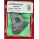 Authentic Elrathia kingii, trilobite (sample) In Acrylic Display Case