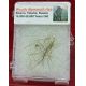 Woolly Mammoth Hair in Acrylic Display Case
