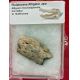 Pleistocene Alligator Jaw Alligator, mississippiensis,  in Acrylic Display Case