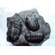 Three Phacops Trilobites