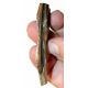 Edmontosaurus, tooth with root