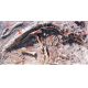 Maisaur skeleton fossil dig panel #1 & #2