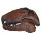 Dimetrodon, skull & jaws