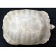 Stylemys nebrascensis (fossil tortoise/turtle)