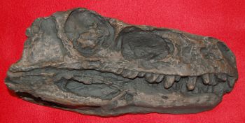 Herrerasaurus, skull