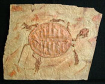 Manchurochelys liaoxiensis, fossil turtle
