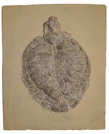 Allaeochelys crassesculptata, Messel Turtle