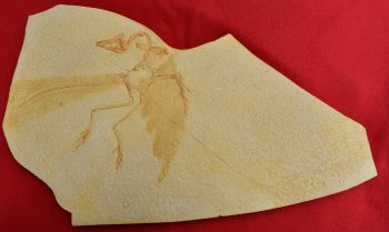 Archaeopteryx lithographicia, Eichstatt Specimen A side