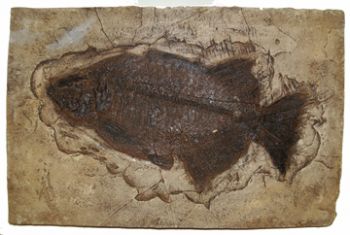 Pharodus testis, Green River Fish