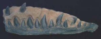 Allosaurus, maxilla with teeth