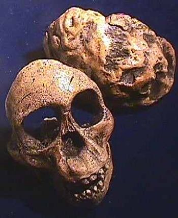 Australopithecus africanus, Taung child skull with brain endocast