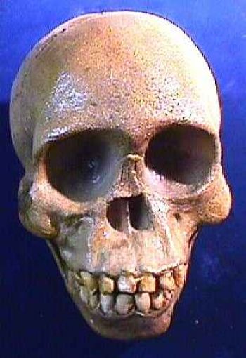 Australopithecus africanus, Taung child reconstruction