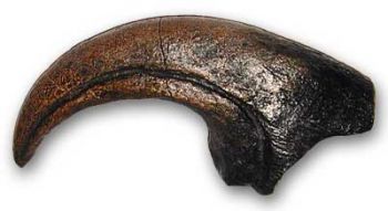 Allosaurus Claw, record size hand claw