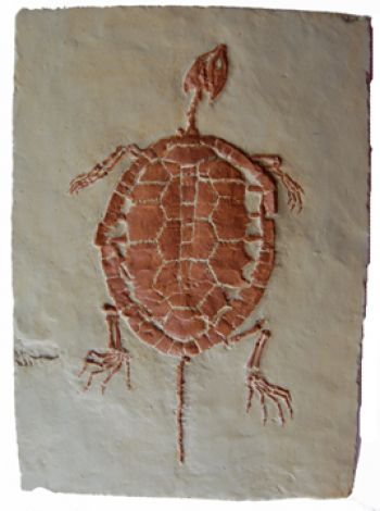 Manchurochelyes liaoxensis, turtle