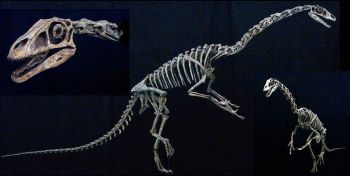 Falcarius utahensis, Therizinosaur skeleton