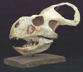 Protoceratops andrewsi, medium skull