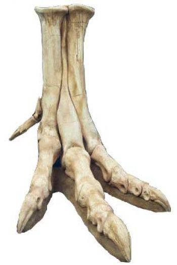 Tarbosaurus bataar, foot