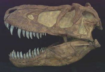 Tarbosaurus bataar, skull 