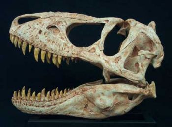 Teratophoneus curriei, Jevenile Tyrannosaur Skull
