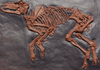 Propalaeotherium, Messel Horse Skeleton