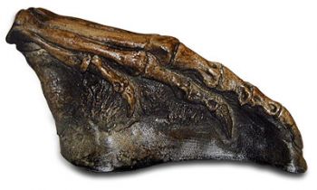 Nanosaurus rex Hind Foot