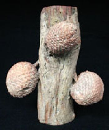 Araucaria bidwellii, branch with cones