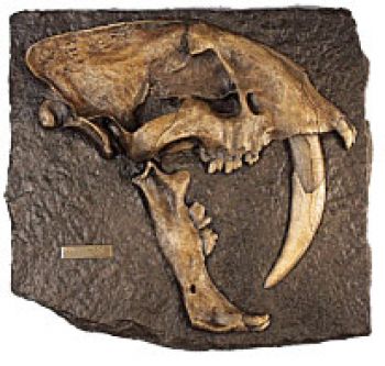 Smilodon fatalis Skull Profile Plaque