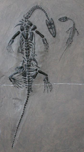 Keichousaurus hui, marine reptile Mother & Child