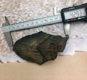 Carcharocles megalodon, Authentic Fossil Megalodon Shark Tooth. BROKEN TOOTH