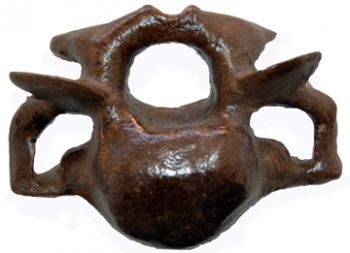 Edmontosaurus, cervical vertebra
