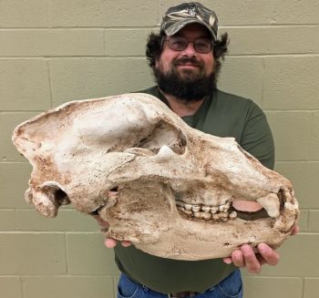 Ursus spelaeus, Cave Bear Skull & Lower Jaws