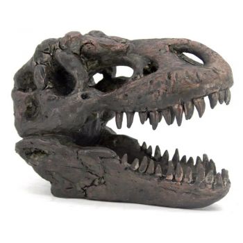 Tyrannosaurus rex, skull model