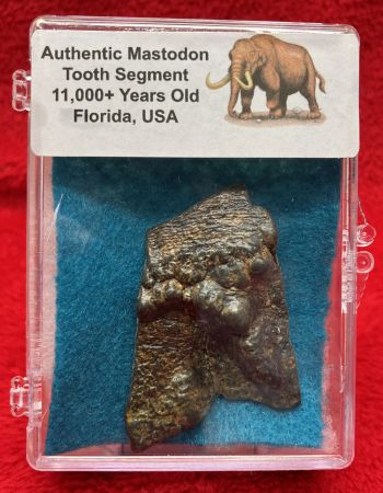 Mastodon Tooth Section (example) In Acrylic Display Case