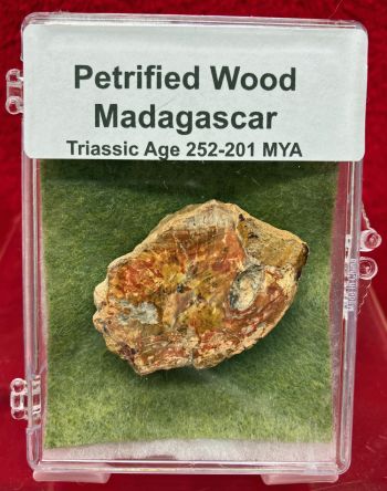 Petrified Wood, Madagascar, Triassic In Acrylic Display Case