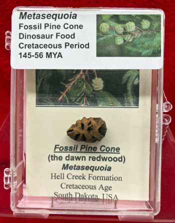 Metasequoia, (dawn redwood) Fossil Pinecone in Acrylic Display Case