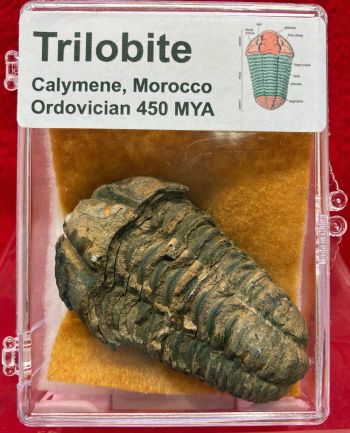 Calymene Trilobite (sample) In Acrylic Display Case