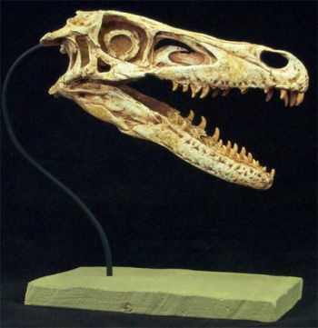 Velociraptor mongoliensis, skull, life-size AS SEEN ON TV