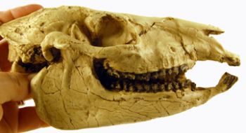 Mesohippus, skull (an early horse)