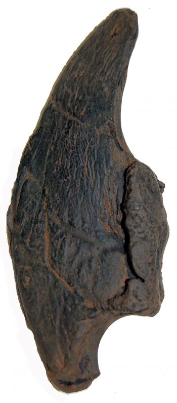 Megalonyx jeffersonii, ground sloth claw, 3rd distal phalange, Now The Official State Fossil Of West Virginia